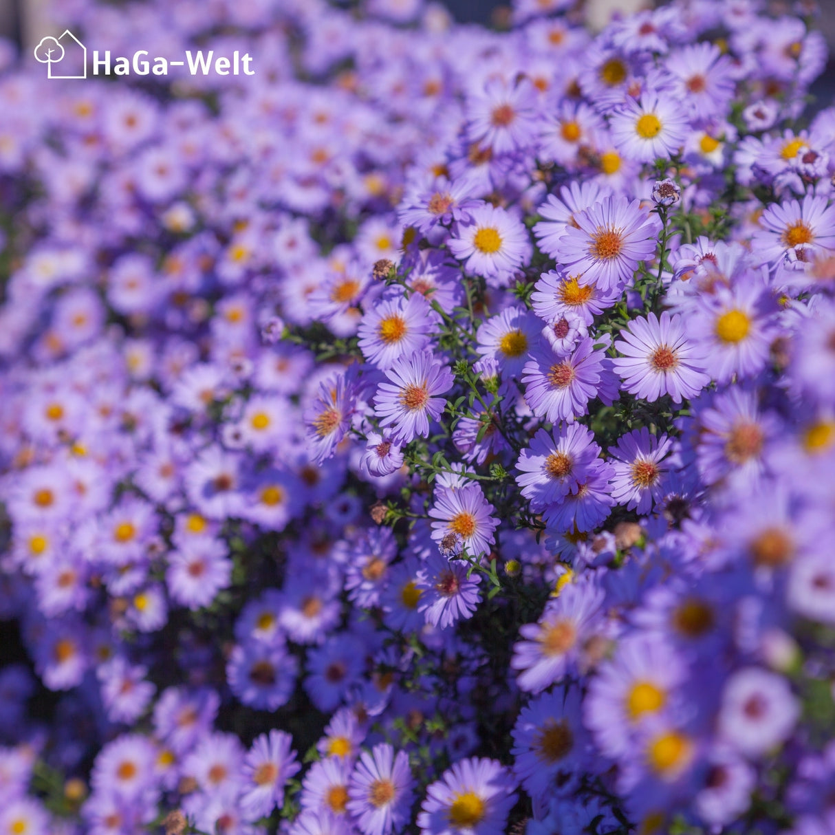 Langzeit Blumendünger - Mineraldünger für Blumen und Pflanzen – HaGa-Welt