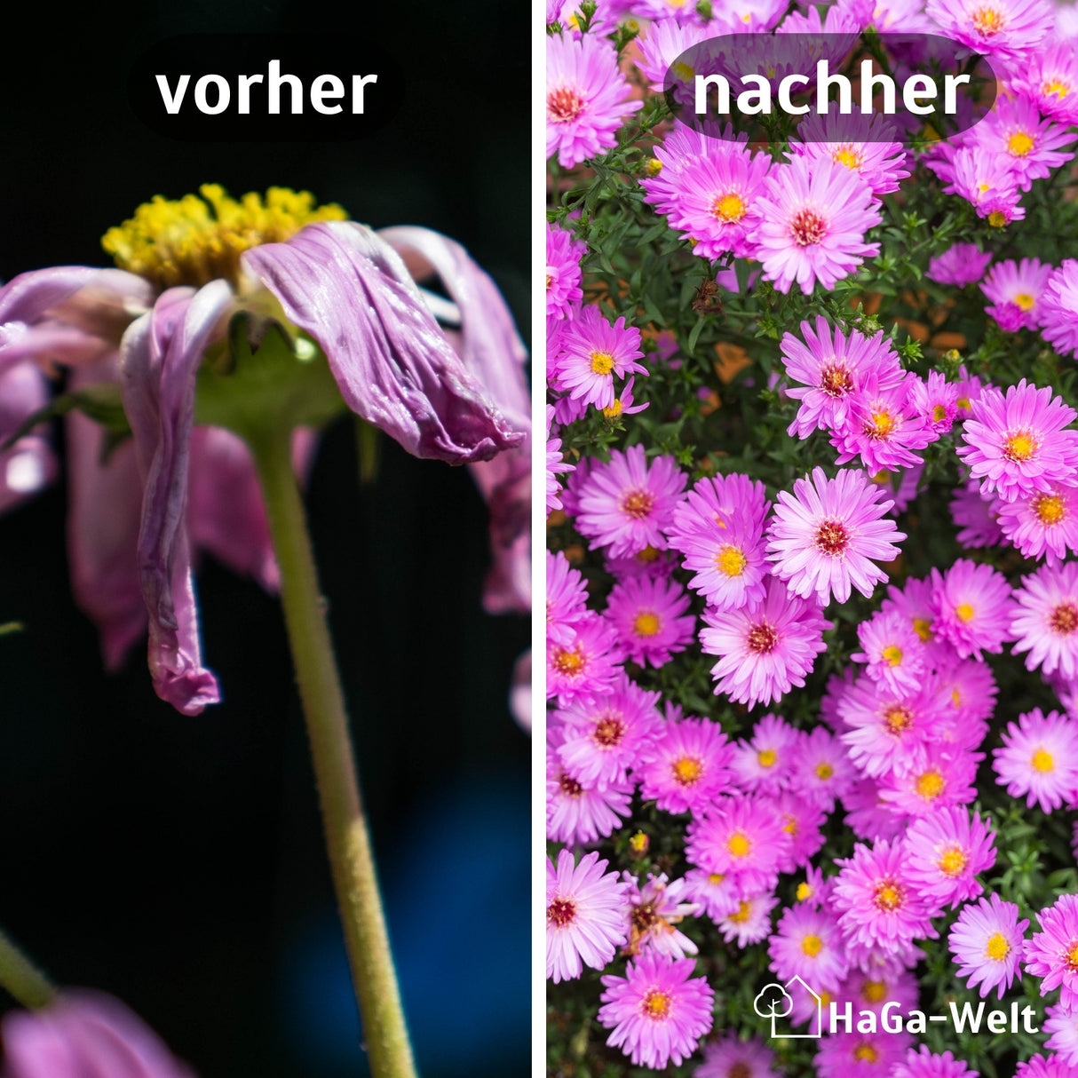 Langzeit Blumendünger - Mineraldünger für Blumen und Pflanzen – HaGa-Welt