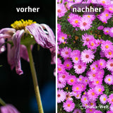 Langzeit Blumendünger - Mineraldünger für Blumen und Pflanzen – HaGa-Welt