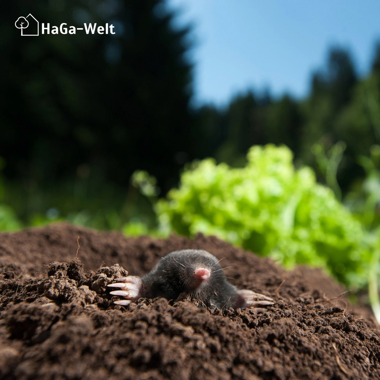 MAULWURFNETZ in 1m und 2m Breite schützen Sie tierfreundlich Ihren Rasen