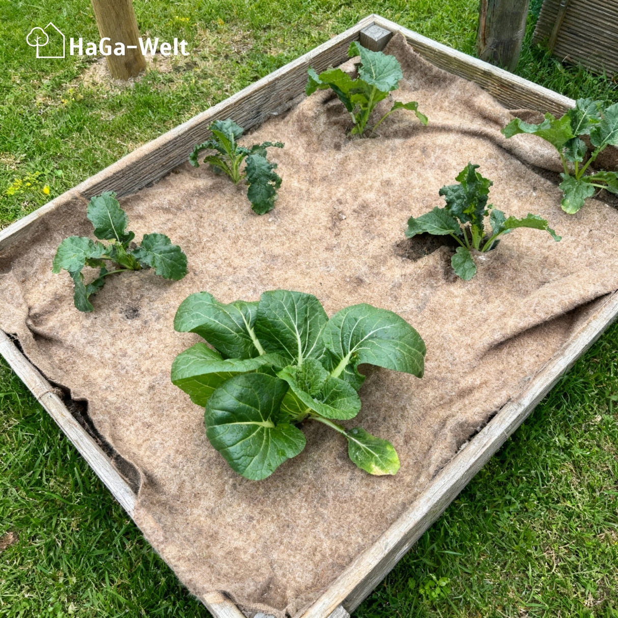 Mulchvlies aus Schafwolle – aus 100 % Schafwolle, biologisch abbaubar