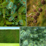 Herbstdünger für Nadelbäume - perfekte für Eibenhecken und Koniferen – HaGa-Welt