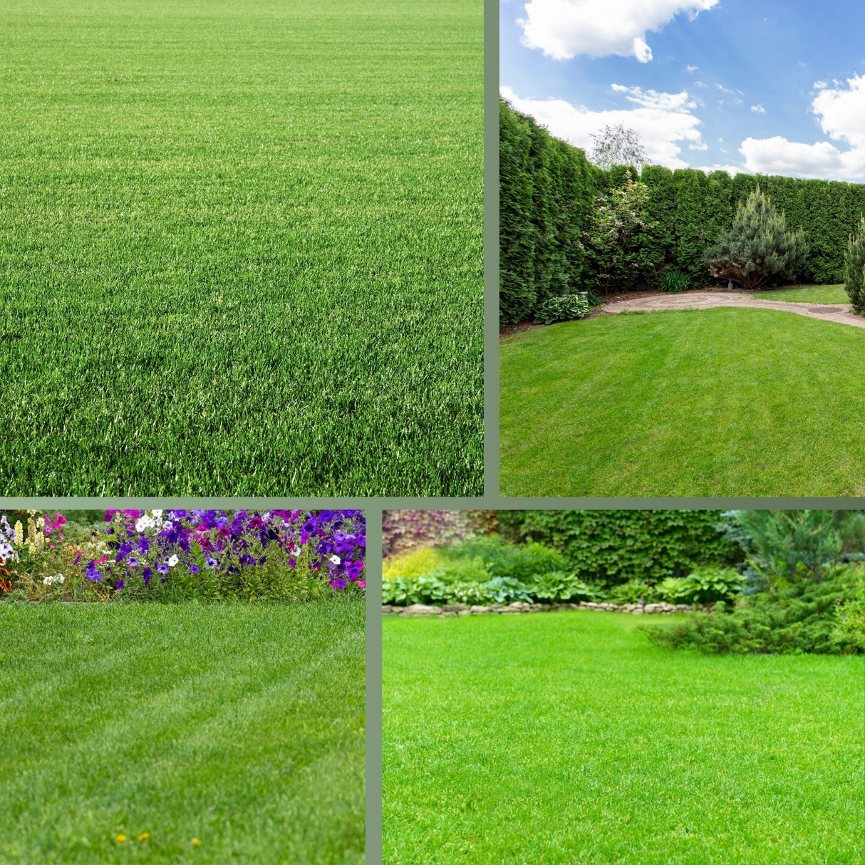 Rasendünger für widerstandfähigen Rasen – HaGa-Welt