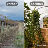 Gewächshausfolie UV4 – perfekt für Ihren Folientunnel – HaGa-Welt