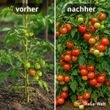 1K Flüssigdünger Konzentrat – Pflanzendünger für Tomaten, Erdbeeren, Beeren, Paprika, Chili, Rosen & Zitrus