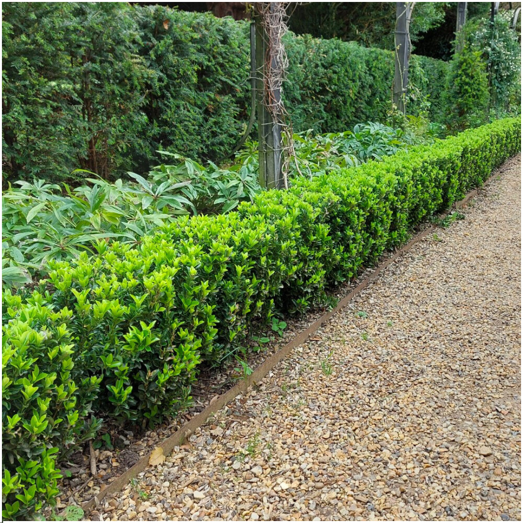 1x 6 pack Euonymus 'Green Spire' - Ø 7 cm - ↨ 15 cm – HaGa-Welt