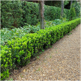 1x 6 pack Euonymus 'Green Spire' - Ø 7 cm - ↨ 15 cm – HaGa-Welt