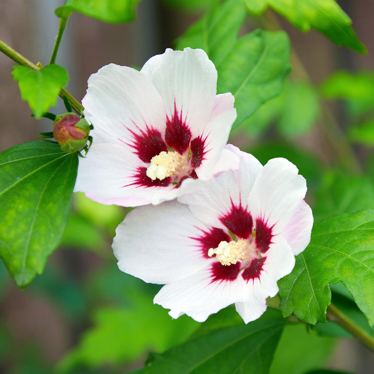 Garden Plant - Hibiscus syriacus Hamabo - Garden Hibiscus - Hardy - White - Pink - 3 Plants - Pot 17cm - Height 45cm