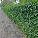 6x Hedera Hibernica - Irischer Efeu - Kletterpflanze - Immergrün - Dunkelgrün - Topf Ø 9cm - Höhe 10-25cm
