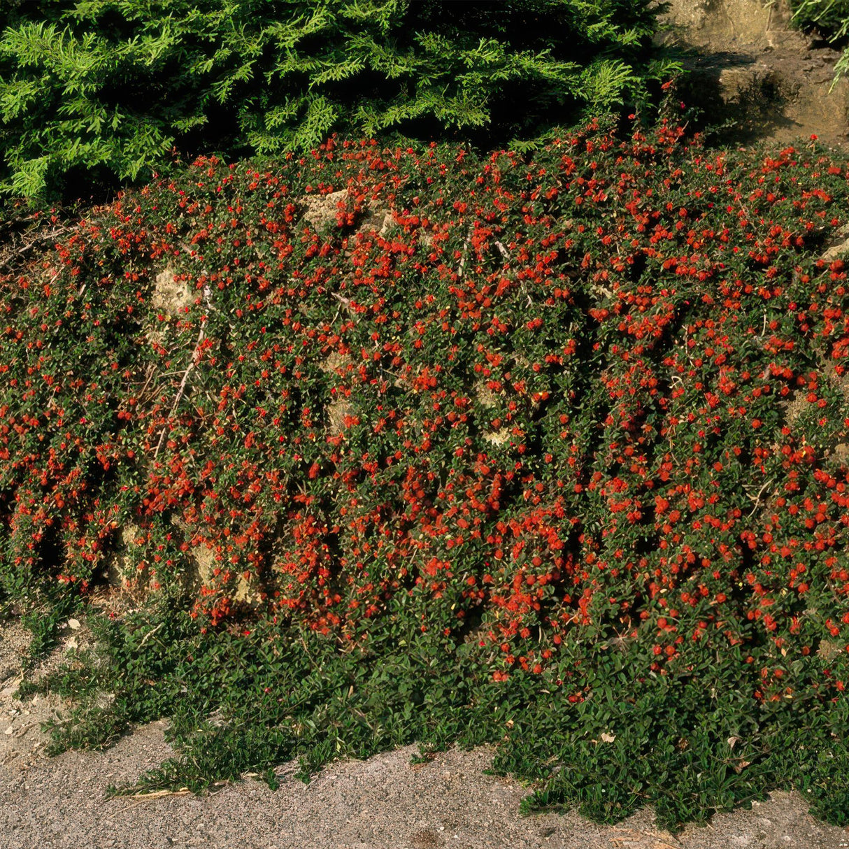 24x Cotoneaster pr. 'Queen of Carpets' - ↕10-25cm - Ø9cm – HaGa-Welt