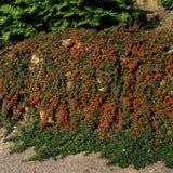 24x Cotoneaster pr. 'Queen of Carpets' - ↕10-25cm - Ø9cm – HaGa-Welt