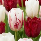 Tulpenzwiebeln – verschiedene Sorten zum Einpflanzen – HaGa-Welt