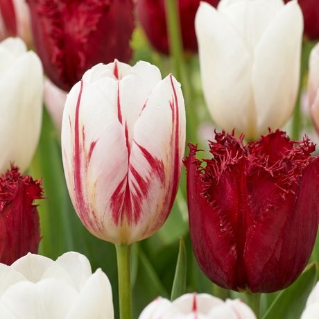 Tulpenzwiebeln – verschiedene Sorten zum Einpflanzen – HaGa-Welt