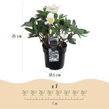 2x Helleborus niger 'Christmas Carol' – Christmas rose – White – pot Ø 10.5 cm – height 25 cm including pot