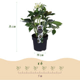 2x Helleborus orientalis 'Double Ellen White' – Lenzrose – Weiß – Topf Ø 14 cm – Höhe 35 cm inkl. Topf – HaGa-Welt