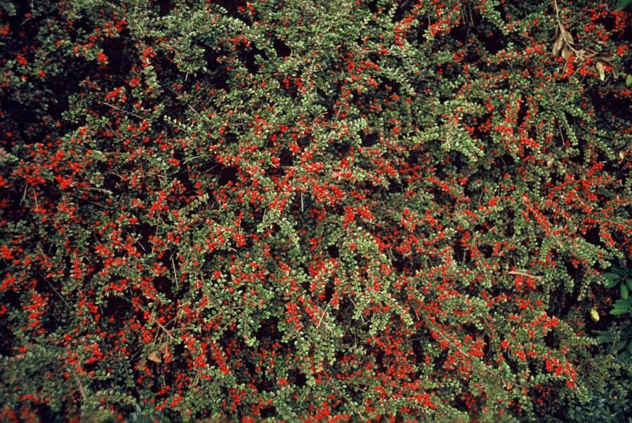 24x Cotoneaster horizontalis - ↕10-25cm - Ø9cm – HaGa-Welt