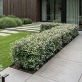16x Eleagnus ebbingei Compacta - Ölweide - Heckenpflanzen - Immergrün - Grau - Topf 9cm - Höhe 25-35cm – HaGa-Welt