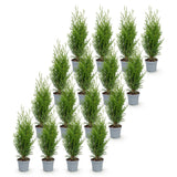 16x Thuja occidentalis Smaragd - Lebensbaum - Heckenpflanzen - Immergrün - Grün - Topf 9cm - Höhe 20-30cm – HaGa-Welt