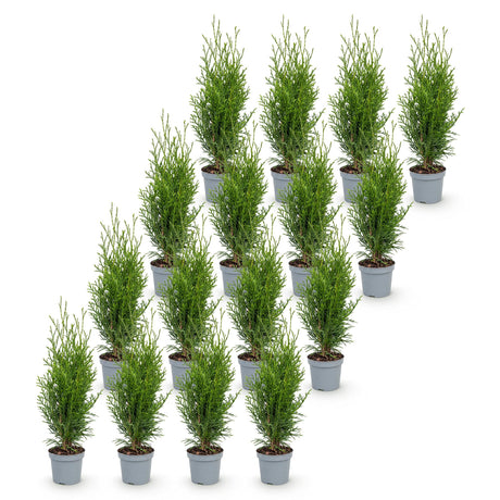 16x Thuja occidentalis Smaragd - Lebensbaum - Heckenpflanzen - Immergrün - Grün - Topf 9cm - Höhe 20-30cm – HaGa-Welt