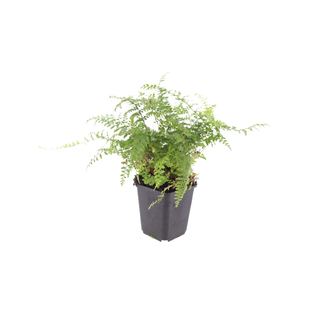 6x Polystichum set. 'Herrenhausen'- ↕10-25cm - Ø9cm – HaGa-Welt
