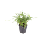6x Polystichum set. 'Herrenhausen'- ↕10-25cm - Ø9cm – HaGa-Welt