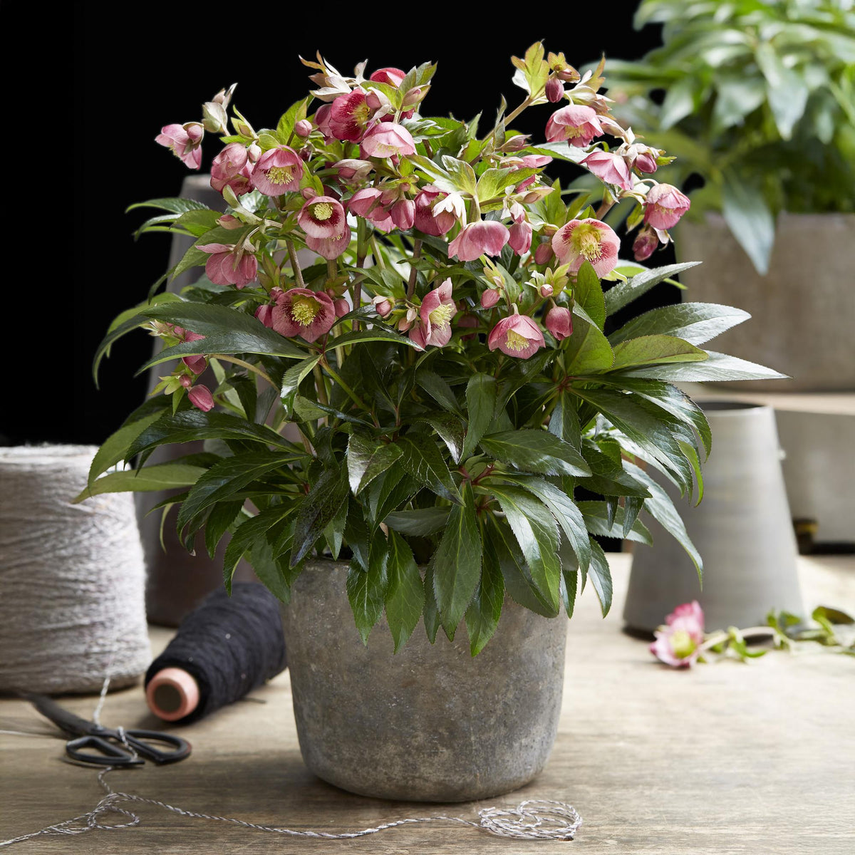 1x Helleborus 'Dacaya' – Hellébore – Rose – pot Ø 19 cm – hauteur 50 cm pot inclus
