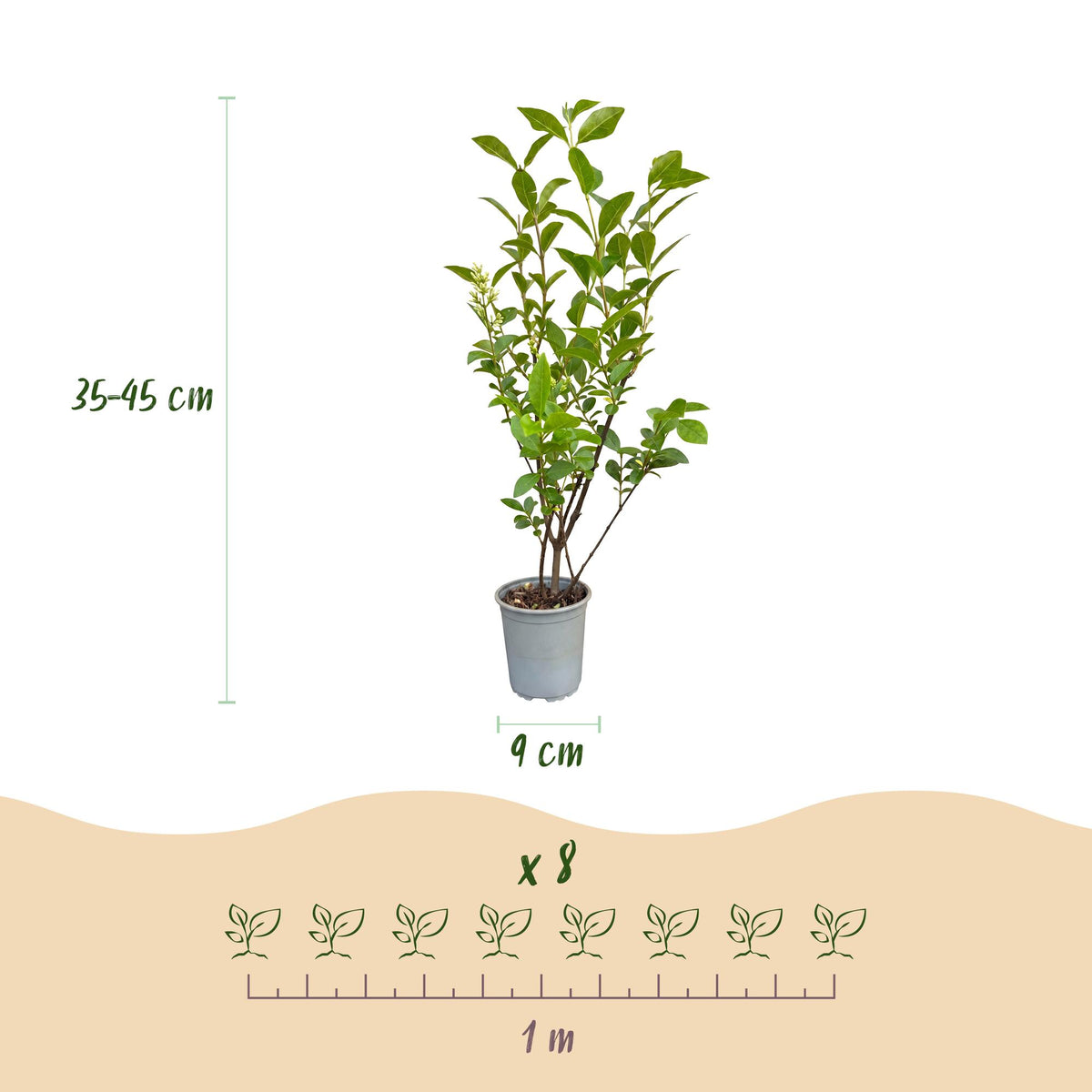 16x Ligustrum ovalifolium - Gewöhnlicher Liguster - Heckenpflanzen - Immergrün - Grün - Topf 9cm - Höhe 35-45cm – HaGa-Welt