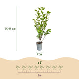 16x Ligustrum ovalifolium - Gewöhnlicher Liguster - Heckenpflanzen - Immergrün - Grün - Topf 9cm - Höhe 35-45cm – HaGa-Welt