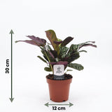 Ctenanthe Burle Marxii - Fischgräten-Gebetspflanze - 1 Pflanze - mit Weißem Topf - Topf 12cm - Höhe - 30cm