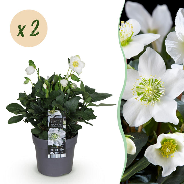 2x Helleborus niger 'Christmas Carol' – Christrose – Weiß – Topf Ø 14 cm – Höhe 30 cm inkl. Topf – HaGa-Welt