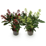 2x Skimmia japonica Duo – Rubella & Finchy – Skimmien-Duo – Rote und cremefarbene Knospen, später weiße Blüten – Topf Ø 10,5 cm – Höhe 25 cm inkl. Topf – HaGa-Welt
