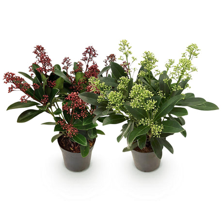 2x Skimmia japonica Duo – Rubella & Finchy – Skimmia duo – Red and cream buds, followed by white flowers – pot Ø 10.5 cm – height 25 cm including pot