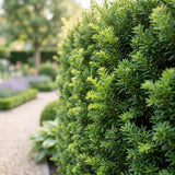 16x Taxus baccata - Eibe - Heckenpflanzen - Immergrün - Grün - Topf 9cm - Höhe 20-30cm – HaGa-Welt