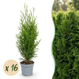 16x Thuja occidentalis Smaragd - Lebensbaum - Heckenpflanzen - Immergrün - Grün - Topf 9cm - Höhe 20-30cm – HaGa-Welt