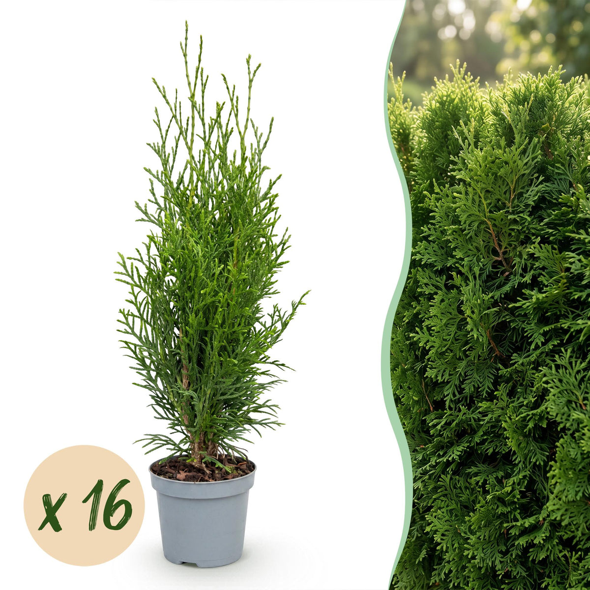 16x Thuja occidentalis Smaragd - Lebensbaum - Heckenpflanzen - Immergrün - Grün - Topf 9cm - Höhe 20-30cm – HaGa-Welt