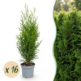16x Thuja occidentalis Smaragd - Lebensbaum - Heckenpflanzen - Immergrün - Grün - Topf 9cm - Höhe 20-30cm – HaGa-Welt