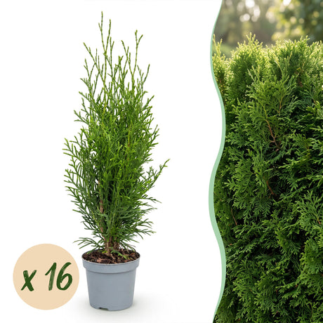 16x Thuja occidentalis Smaragd - Lebensbaum - Heckenpflanzen - Immergrün - Grün - Topf 9cm - Höhe 20-30cm – HaGa-Welt