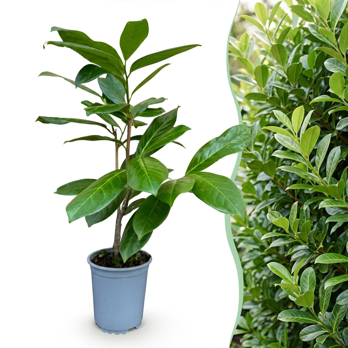 16x Prunus laur. Rotundifolia - Lorbeer-Kirsche - Heckenpflanzen - Immergrün - Grün - Topf 9cm - Höhe 25-35cm – HaGa-Welt