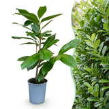 16x Prunus laur. Rotundifolia - Lorbeer-Kirsche - Heckenpflanzen - Immergrün - Grün - Topf 9cm - Höhe 25-35cm – HaGa-Welt
