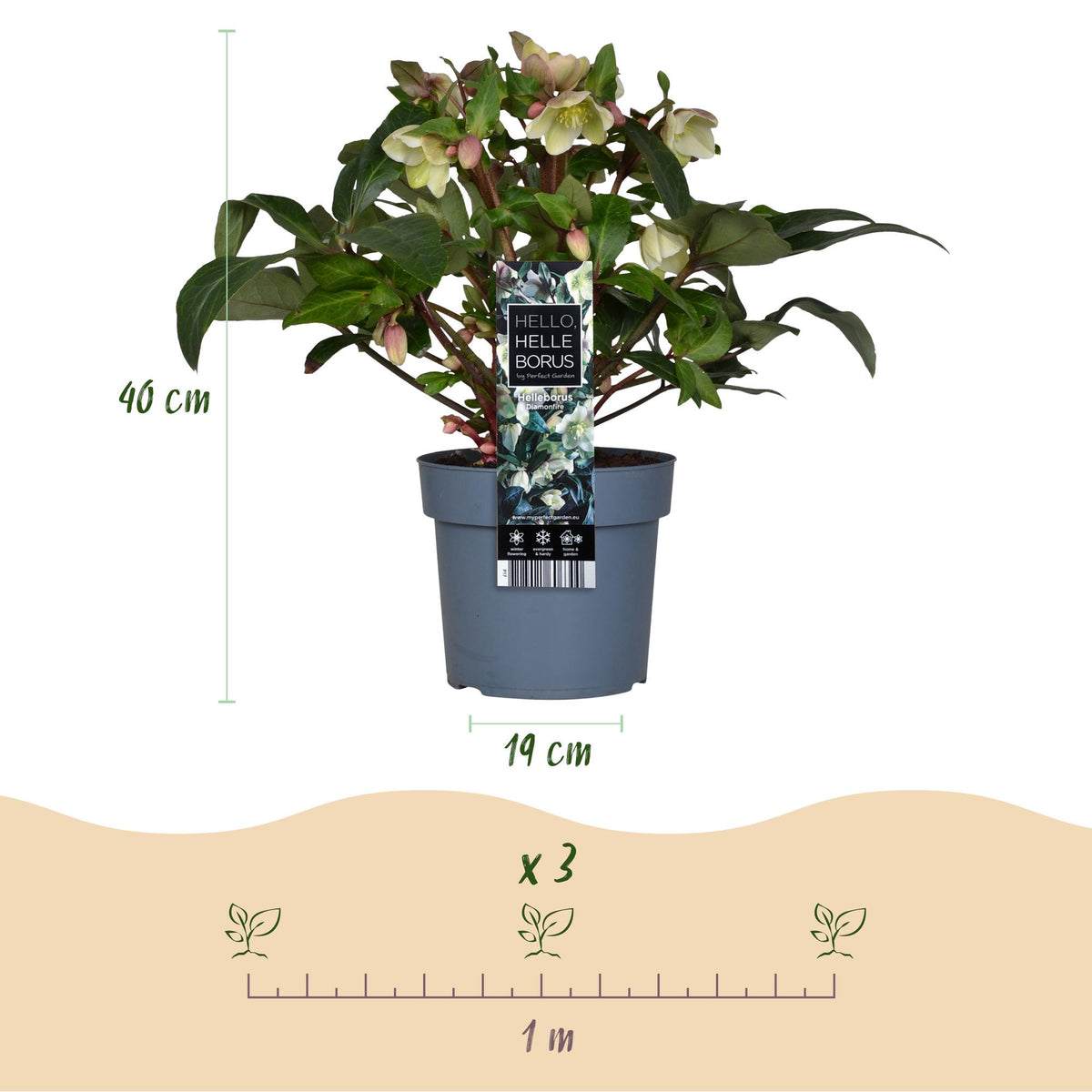 1x Helleborus 'Diamonfire' – Hellébore – Vert et blanc – pot Ø 19 cm – hauteur 40 cm pot inclus