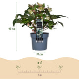1x Helleborus 'Diamonfire' – Hellébore – Vert et blanc – pot Ø 19 cm – hauteur 40 cm pot inclus