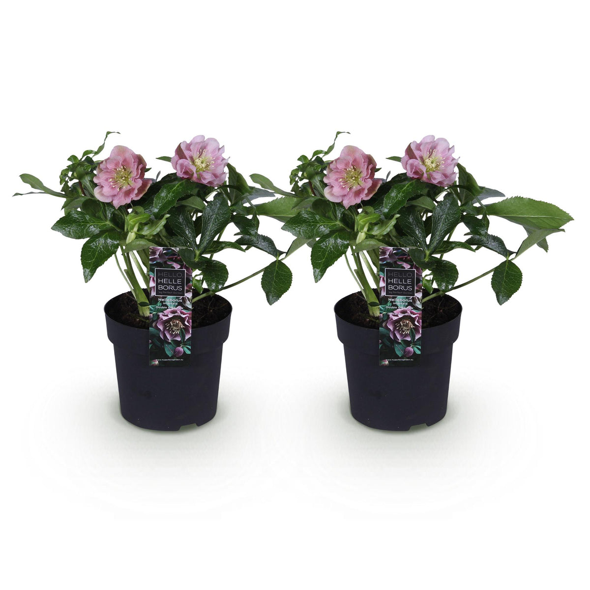 2x Helleborus orientalis 'Double Ellen Pink' – Lenzrose – Rosa – Topf Ø 14 cm – Höhe 35 cm inkl. Topf – HaGa-Welt