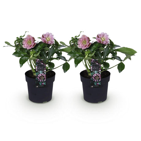 2x Helleborus orientalis 'Double Ellen Pink' – Lenten rose – Pink – pot Ø 14 cm – height 35 cm including pot