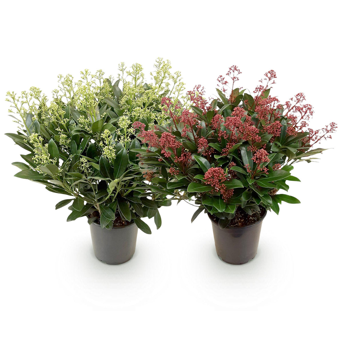 2x Skimmia japonica Duo – Rubella & Finchy – Skimmien-Duo – Rote und cremefarbene Knospen, später weiße Blüten – Topf Ø 19 cm – Höhe 60 cm inkl. Topf – HaGa-Welt