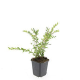 24x Lonicera pileata 'Purple Pearl' - ↕10-25cm - Ø9cm – HaGa-Welt