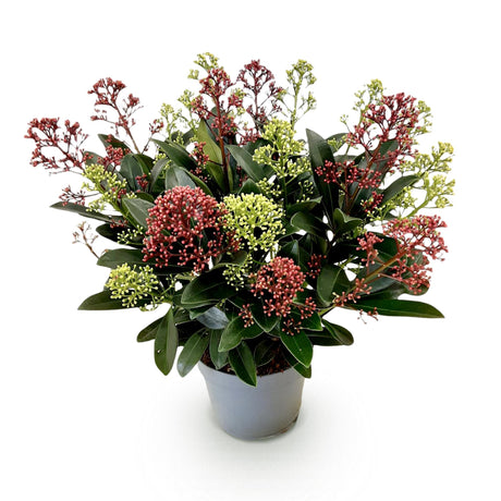 1x Skimmia japonica Festival – Rubella & Finchy – Skimmia du Japon – Boutons rouges et crème, puis fleurs blanches – pot Ø 15 cm – hauteur 30 cm pot inclus