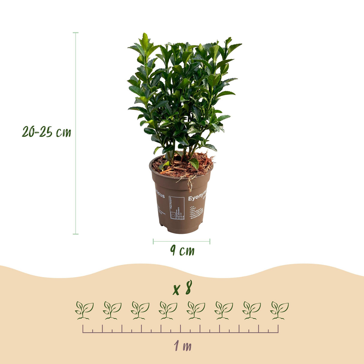24x Euonymus japonica Green Spire - Pfaffenhütchen - Heckenpflanzen - Immergrün - Grün - Topf 9cm - Höhe 20-25cm – HaGa-Welt