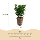 24x Euonymus japonica Green Spire - Pfaffenhütchen - Heckenpflanzen - Immergrün - Grün - Topf 9cm - Höhe 20-25cm – HaGa-Welt