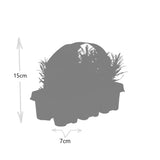 1x 6 pack Lavendel angustifolia - 6 x Ø7 cm - ↕15 cm – HaGa-Welt