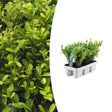 1x 6 pack Ilex crenata 'Jenny' - 6 x Ø7 cm - ↕15 cm – HaGa-Welt